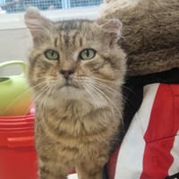 YOYO, chat à adopter