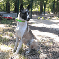 Pronto, chien à adopter
