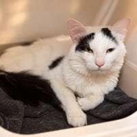 Sancho, chat à adopter