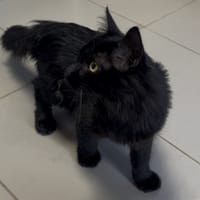 YOUPI, chat à adopter