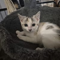 MIRA, chatte à adopter
