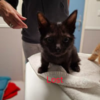 Lost, chatte à adopter