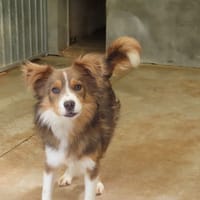 MAKO, chien à adopter