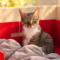 Arome, chatte à adopter