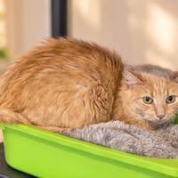 COOKIE, chatte à adopter