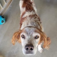 Pablo, chien à adopter