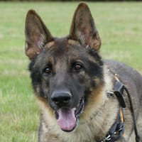 PAROUK, chien à adopter