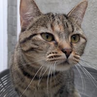 LUNA, chatte à adopter