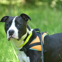 SPAYK, chien à adopter