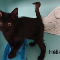 Helika, chatte à adopter