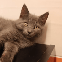 EMERAUDE, chatte à adopter