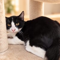 Michou [Chaton], chat à adopter