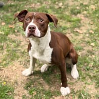 Sylvo CAA16015, chien à adopter