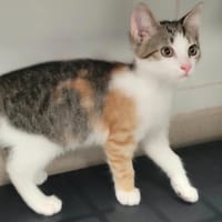 OVI, chatte à adopter