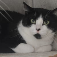 Eclipse CAB5753, chatte à adopter