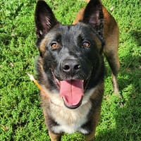 BOUNTY, chien à adopter