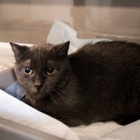 TOULOUSE, chatte à adopter