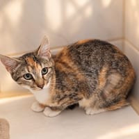 Juju [Chaton], chatte à adopter