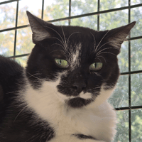 MYSTERE, chat à adopter