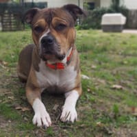 IRON PAA24384, chien à adopter