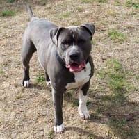 BISCUIT PAA24315, chien à adopter