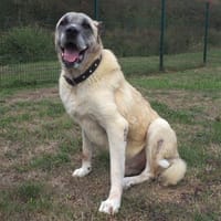 ANATOLE PAA24304, chien à adopter