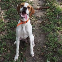 MAXOU  PAA24303, chien à adopter