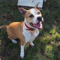 ALYA PAA24189, chienne à adopter