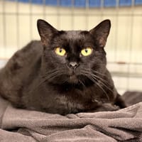 GOUMS, chatte à adopter