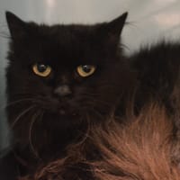 Méléa CAB4942, chatte à adopter