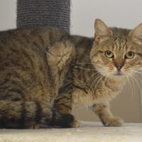 Simon CAB5138, chat à adopter