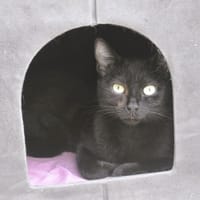 Bagheera CAB5730, chatte à adopter