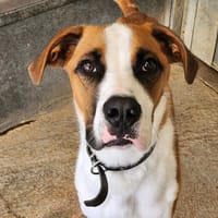 BIDOU, chien à adopter