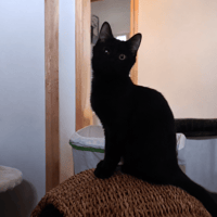 MIYU, chatte à adopter