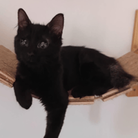 TAO, chat à adopter