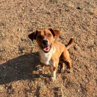 Andom, chien à adopter