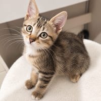 Rosie - adorable chatonne, chatte à adopter