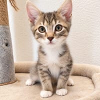 Tigris, chat à adopter