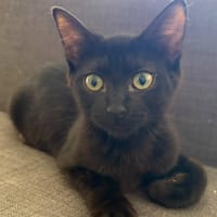 PIPETTE, chatte à adopter