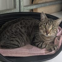 BILLY, chat à adopter