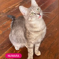NUWARA, chatte à adopter