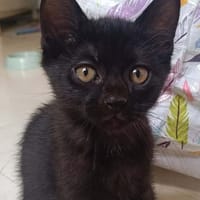 GUINNESS ADOPTABLE AVEC UN CHAT DÉJÀ PRÉSENT CHEZ VOUS, chat à adopter