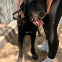 Betyar- treuer Senior mit großem Herzen🧡, Hund zur Adoption