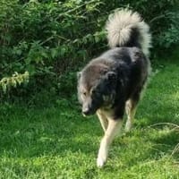 Dean sucht sein Für-Immer-Zuhause, Hund zur Adoption