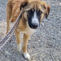 Nancy, Hündin zur Adoption
