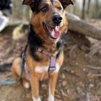 Woody sucht ganz dringend ein neues Zuhause, Hund zur Adoption