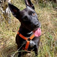 Baguera verliert leider ihr Zuhause...., Hündin zur Adoption