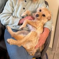 LEIOA - winzige Maus sucht Zuhaus, Hündin zur Adoption
