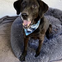 Mosti-Rüstiger Senior, Hund zur Adoption