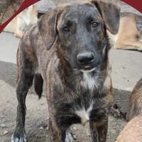 Hündin Melody auf PS in Bonn, Hündin zur Adoption